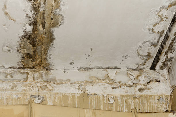 Best Local water damage restoration  in Thornton, CO