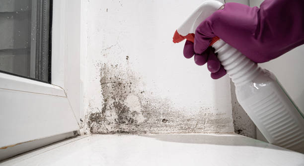 Best Water damage restoration near me  in Thornton, CO